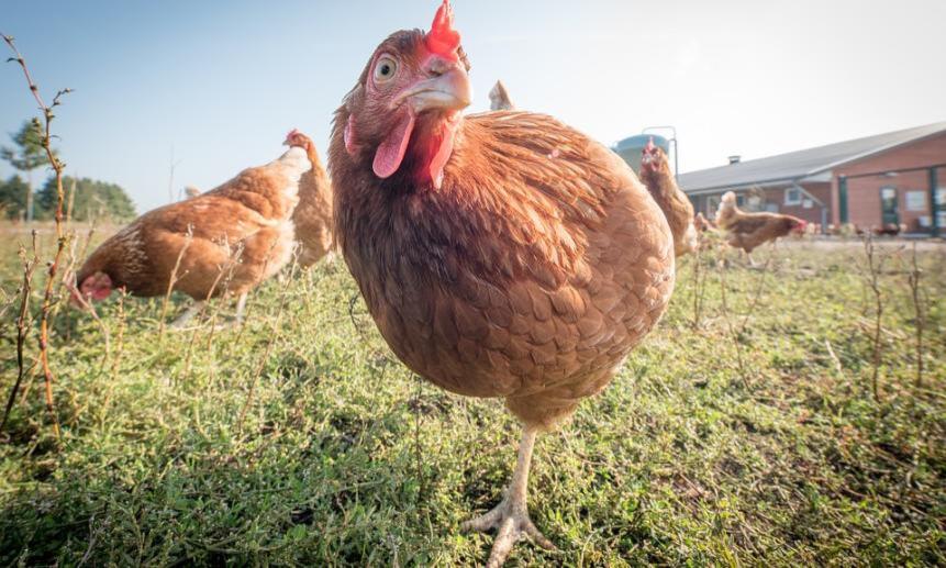 Европейцы прячут своих куриц от новой инфекции в карантине.